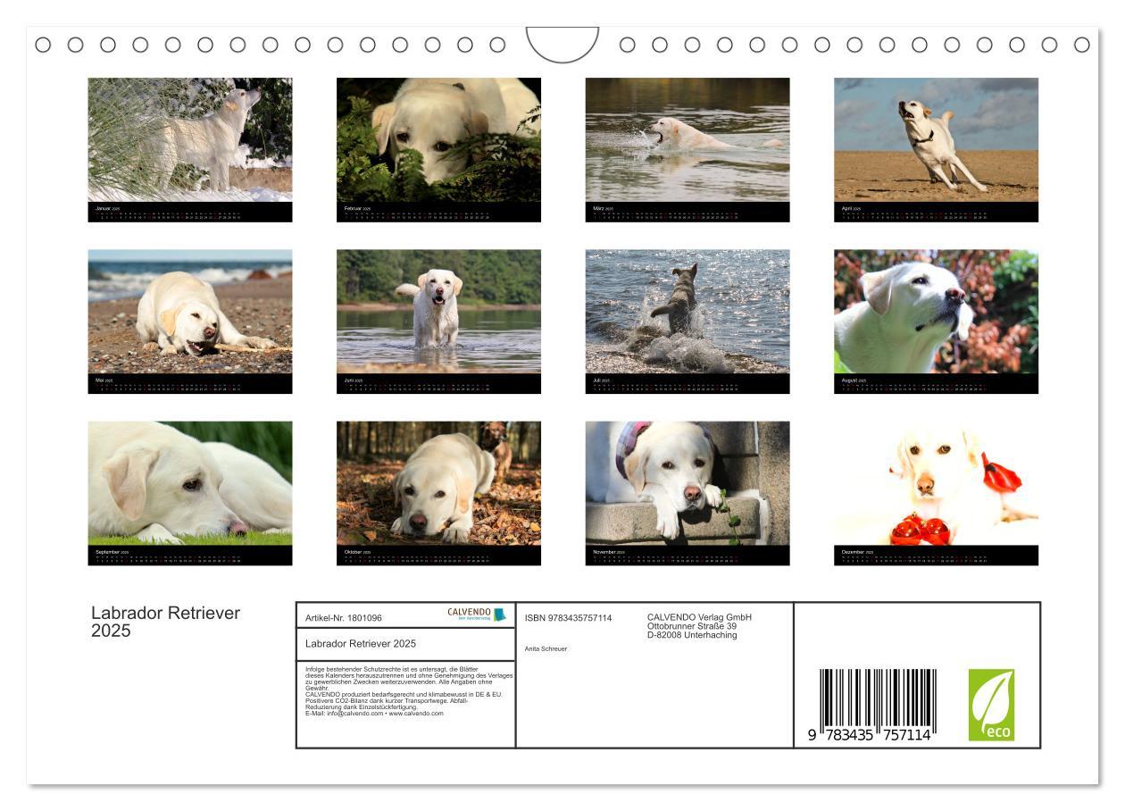 Bild: 9783435757114 | Labrador Retriever 2025 (Wandkalender 2025 DIN A4 quer), CALVENDO...