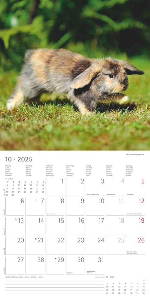 Bild: 4251732340766 | Alpha Edition - Kaninchen 2025 Broschürenkalender, 30x30cm,...