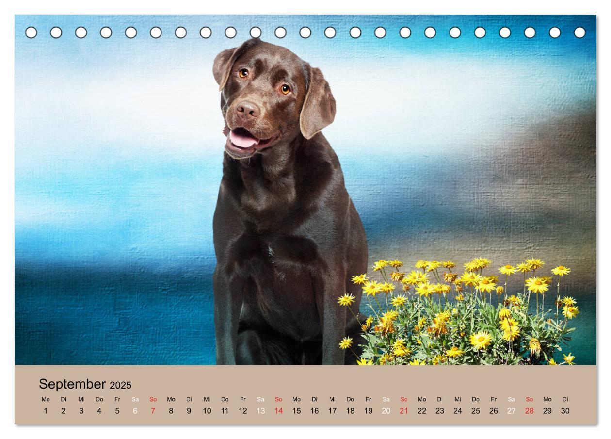 Bild: 9783435160242 | Labrador Retriever unsere Freunde (Tischkalender 2025 DIN A5 quer),...