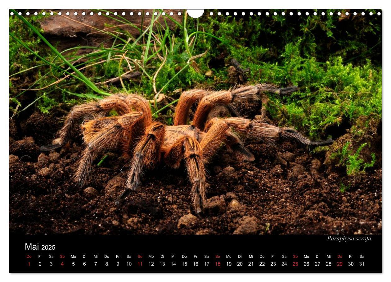 Bild: 9783435775866 | Vogelspinnen - Tarantulas (Wandkalender 2025 DIN A3 quer), CALVENDO...