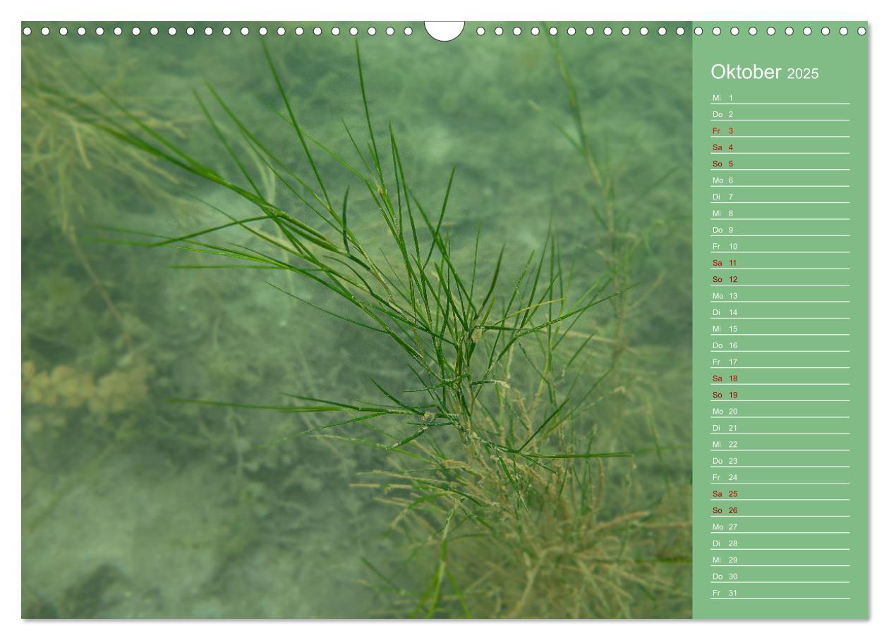 Bild: 9783435084821 | Baggersee - die grüne Welt (Wandkalender 2025 DIN A3 quer),...