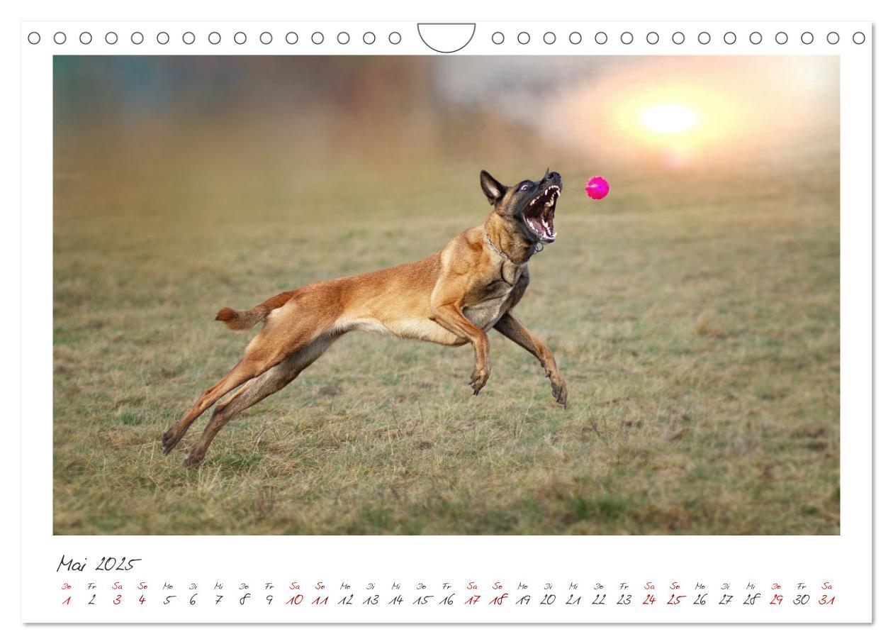 Bild: 9783383798429 | Mit dem Malinois durch das Jahr (Wandkalender 2025 DIN A4 quer),...