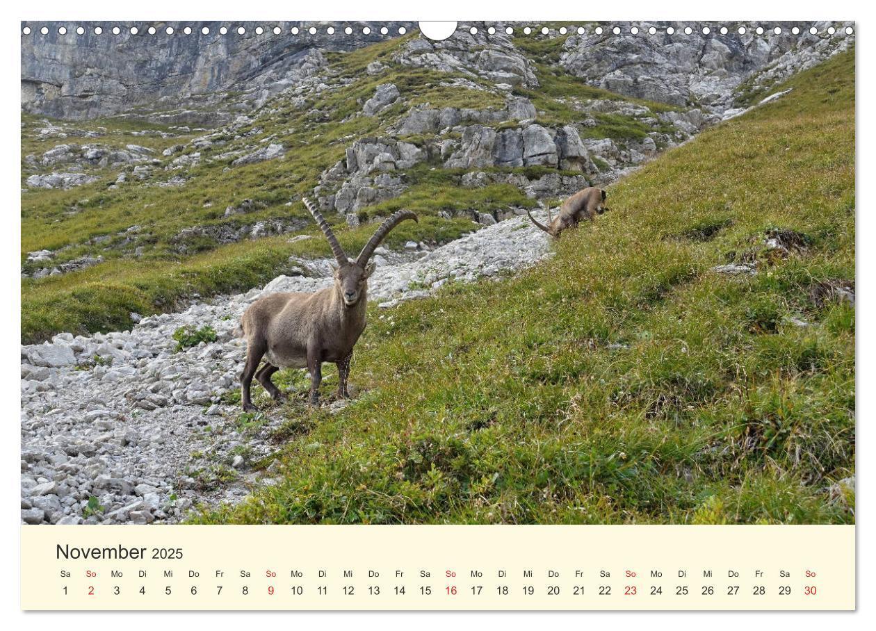 Bild: 9783435192076 | Wanderglück im Allgäu (Wandkalender 2025 DIN A3 quer), CALVENDO...