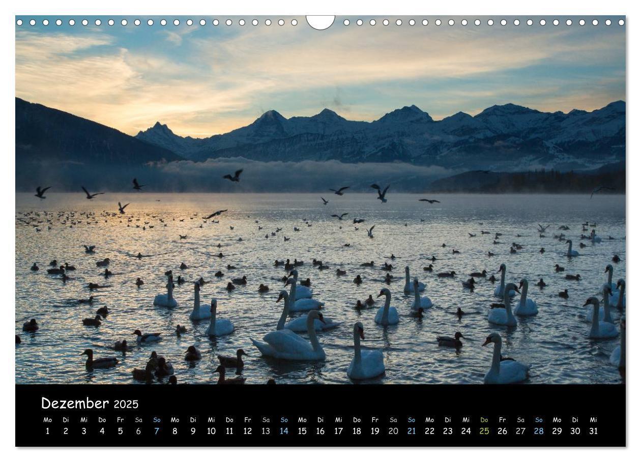 Bild: 9783435773862 | Stimmungsvolle Bilder vom Thunersee (Wandkalender 2025 DIN A3...