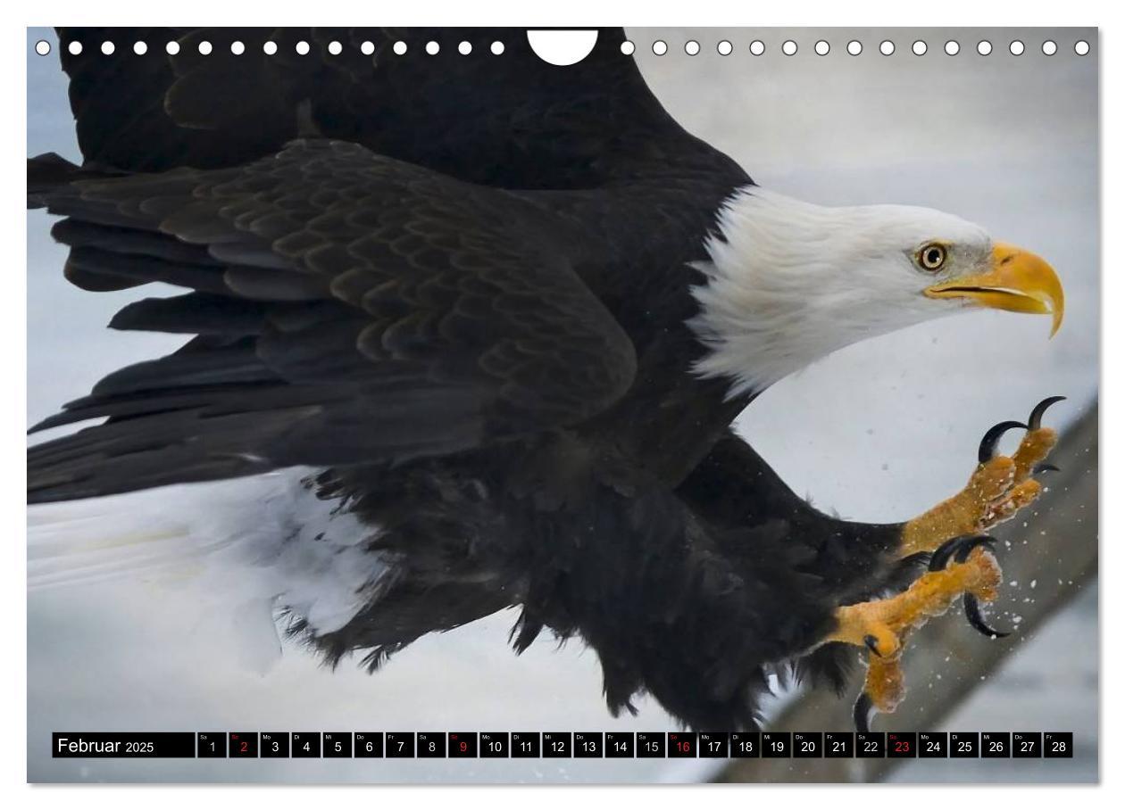 Bild: 9783435518135 | Weißkopfseeadler. Symbol der Freiheit (Wandkalender 2025 DIN A4...