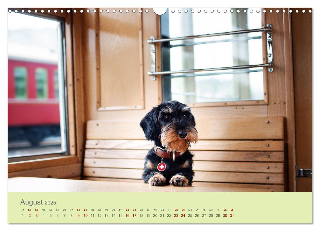 Bild: 9783457206423 | Dackel unterwegs (Wandkalender 2025 DIN A3 quer), CALVENDO...