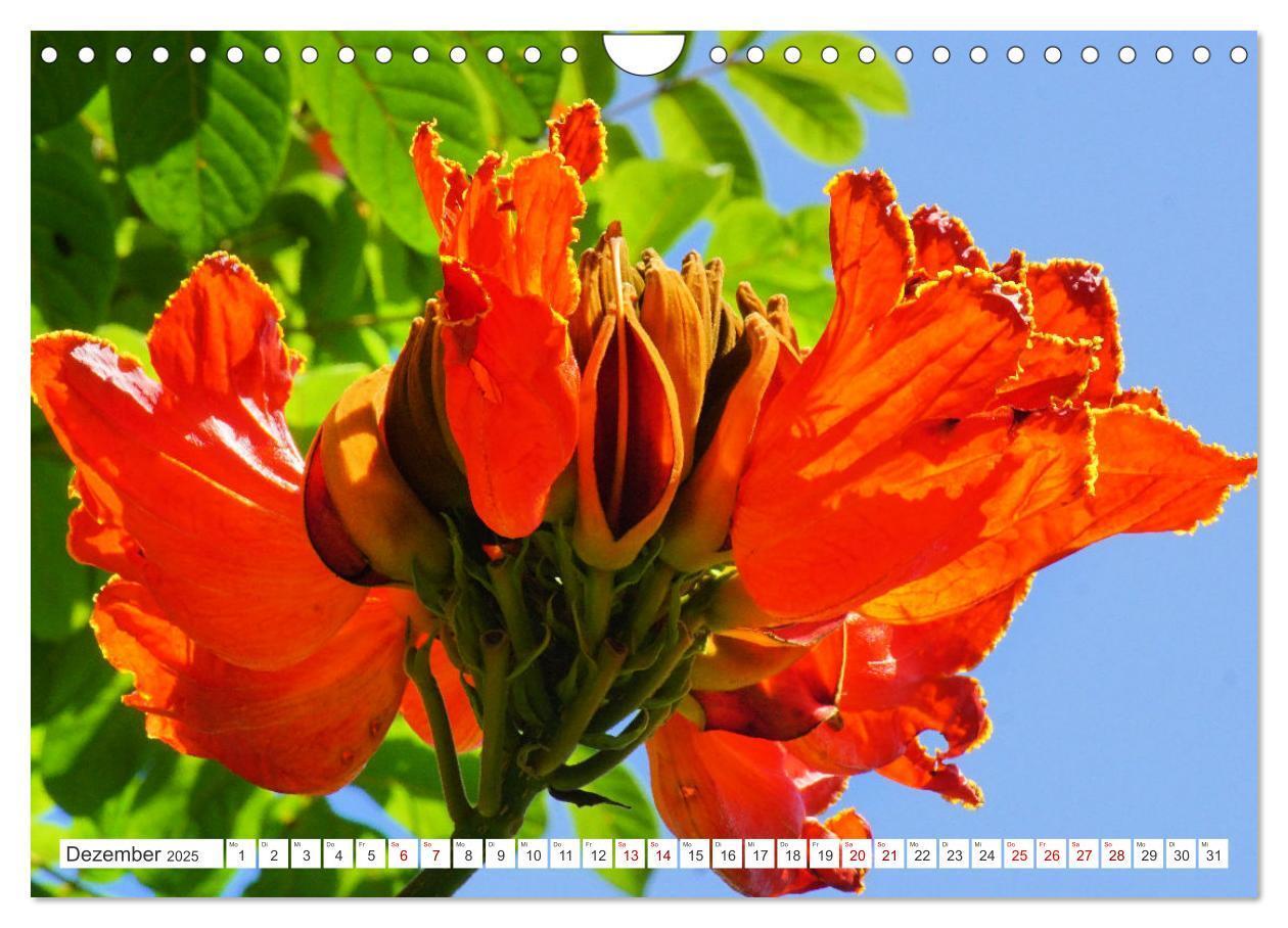 Bild: 9783435052356 | Asiatische Blumenpracht (Wandkalender 2025 DIN A4 quer), CALVENDO...