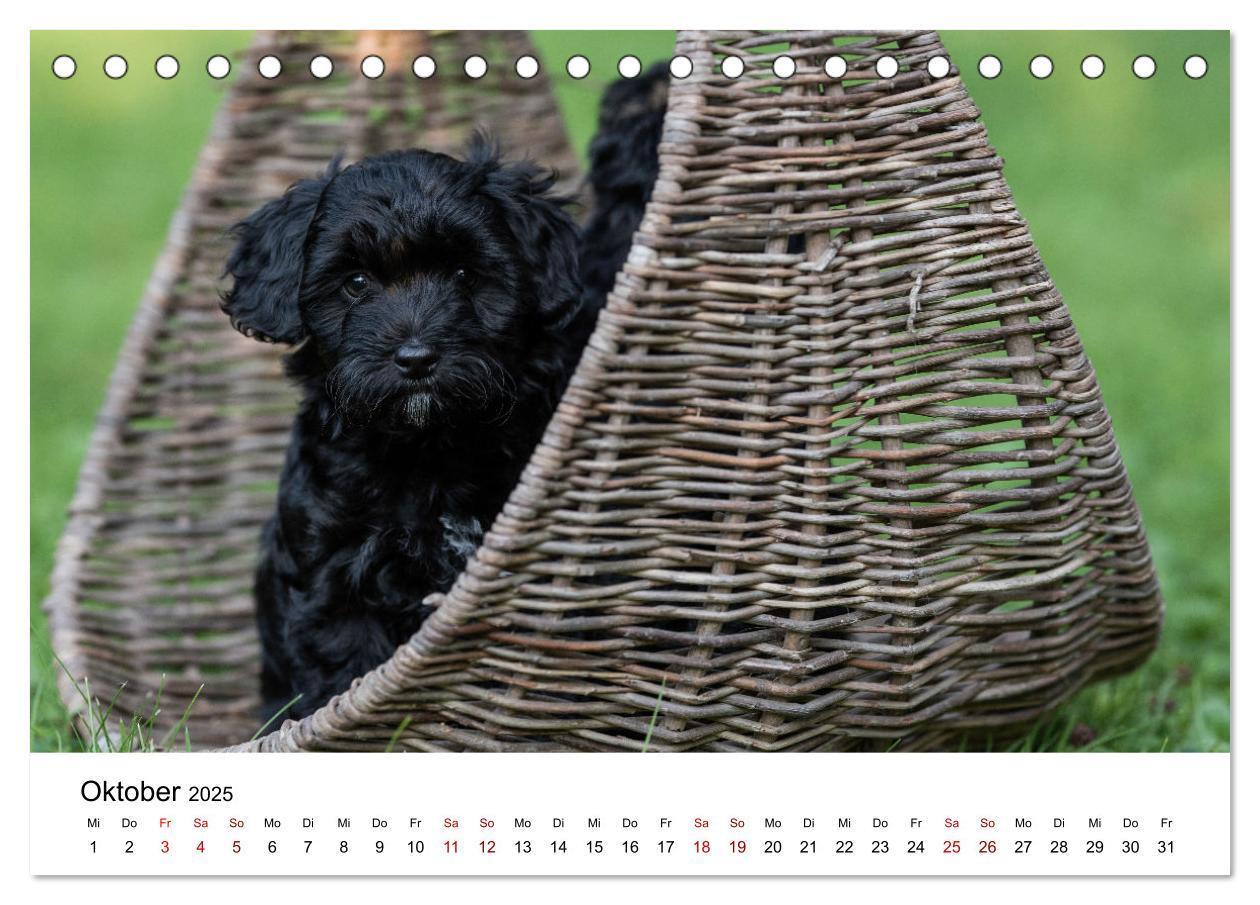 Bild: 9783435037353 | Maltipoo Welpen (Tischkalender 2025 DIN A5 quer), CALVENDO...