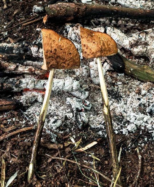 Bild: 9783966641760 | Koch draußen! Über 100 Rezepte für jedes Wetter | Ray Mears | Buch