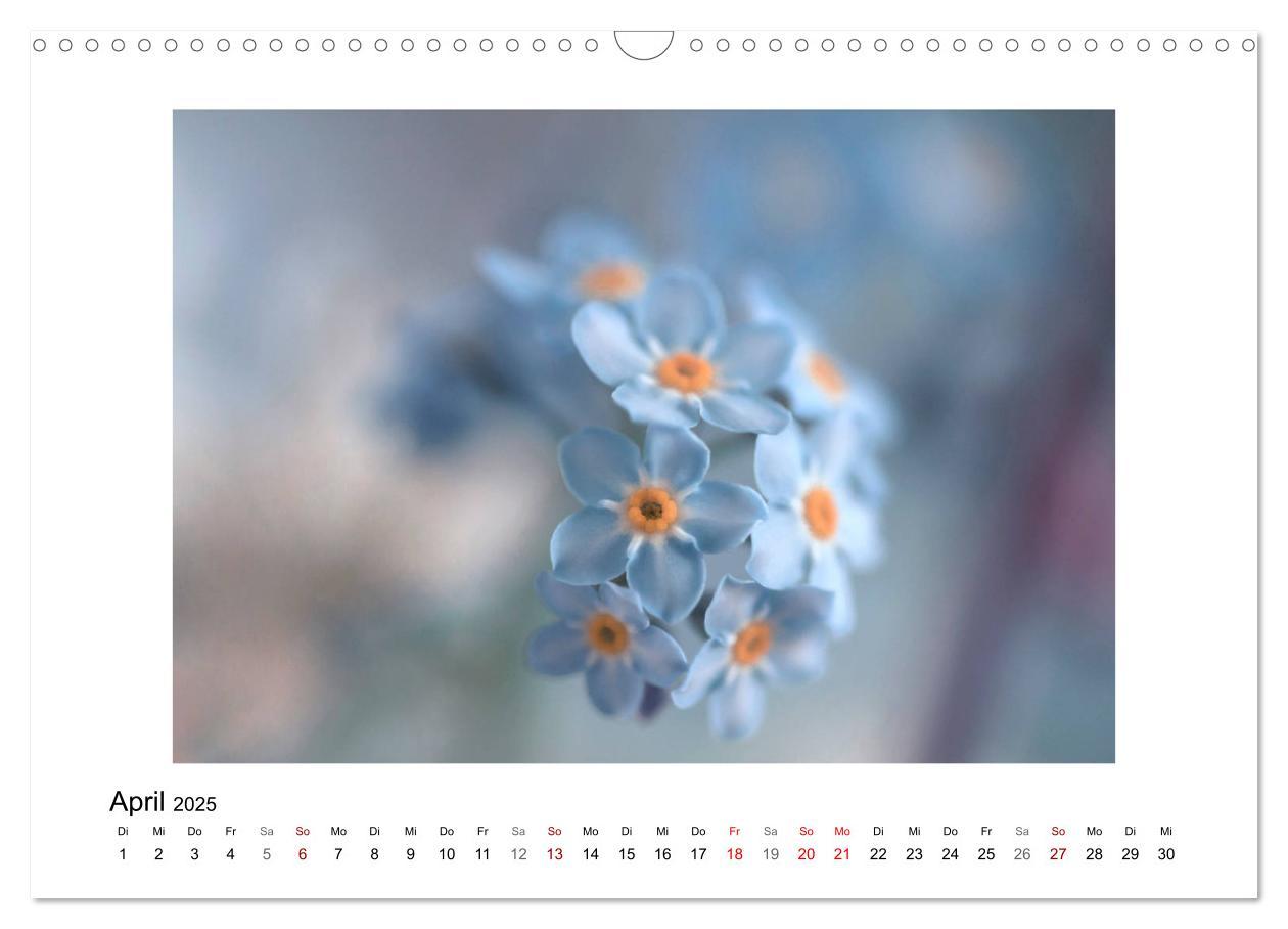 Bild: 9783435300945 | Blauer Blütentraum (Wandkalender 2025 DIN A3 quer), CALVENDO...