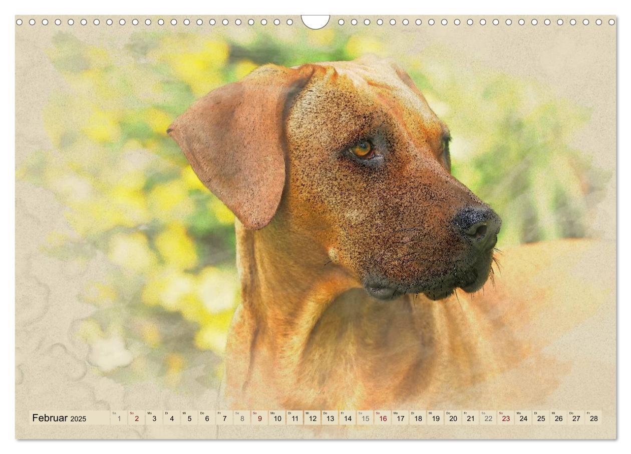 Bild: 9783435705191 | Rhodesian Ridgeback 2025 (Wandkalender 2025 DIN A3 quer), CALVENDO...