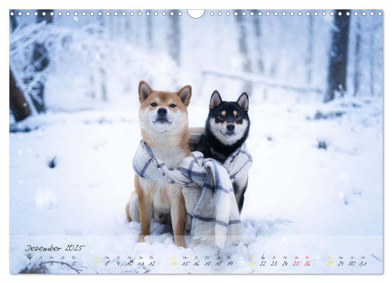 Bild: 9783435051502 | Shiba Inu - mutig, treu, selbstbewusst (Wandkalender 2025 DIN A3...