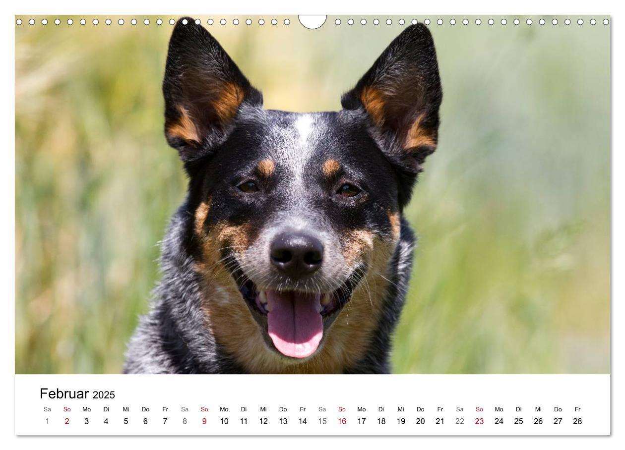 Bild: 9783435704736 | Faszinierende Australian Cattle Dogs (Wandkalender 2025 DIN A3...