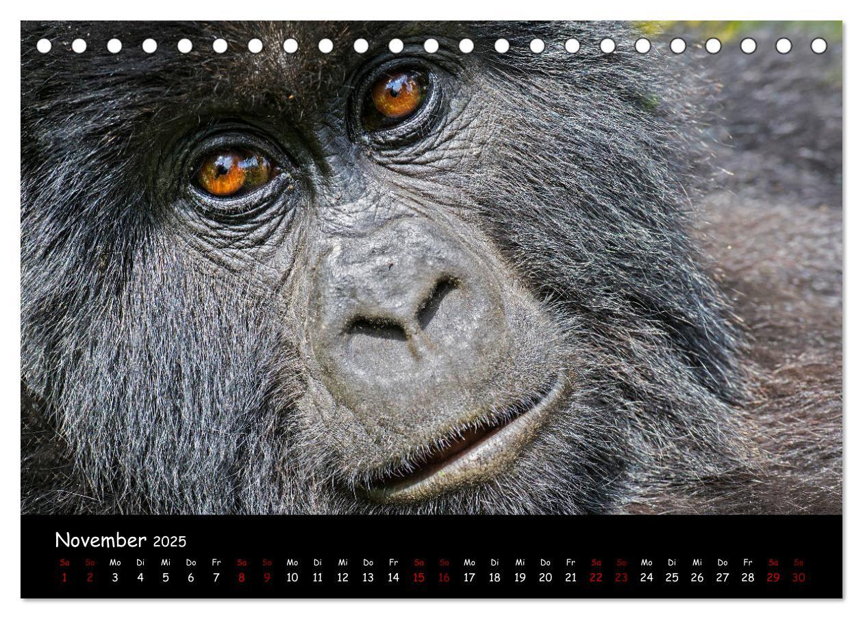 Bild: 9783435118700 | Berggorillas: die bedrohten Riesen (Tischkalender 2025 DIN A5...