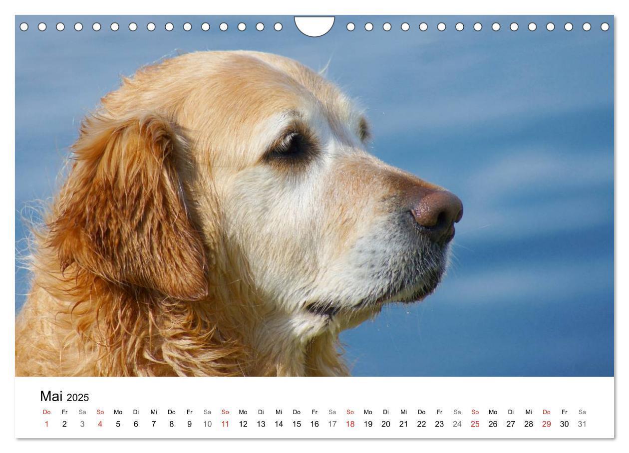 Bild: 9783435841028 | Golden Retriever Power (Wandkalender 2025 DIN A4 quer), CALVENDO...