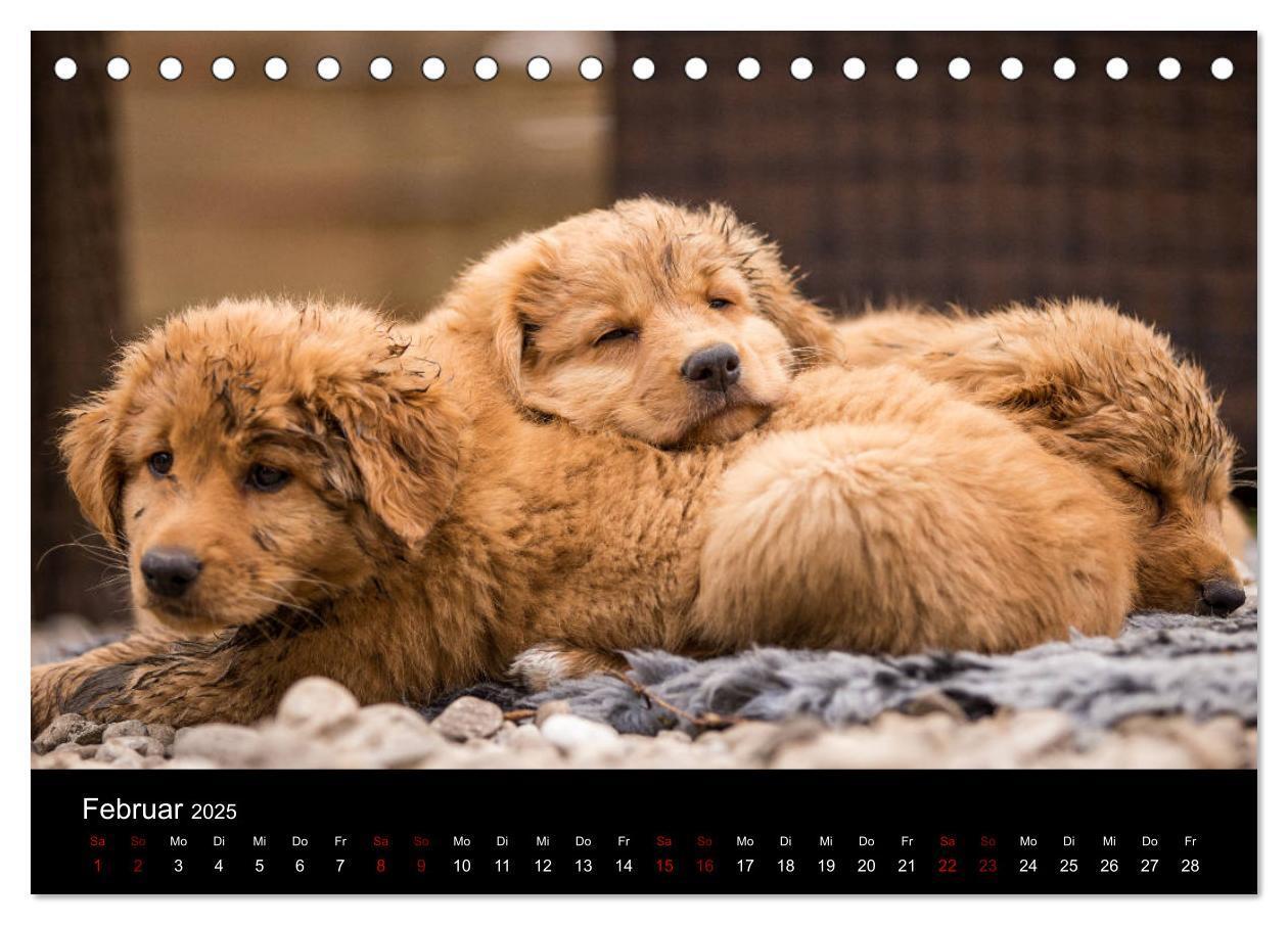 Bild: 9783435383771 | Toller - Nova Scotia Duck Tolling Retriever (Tischkalender 2025 DIN...