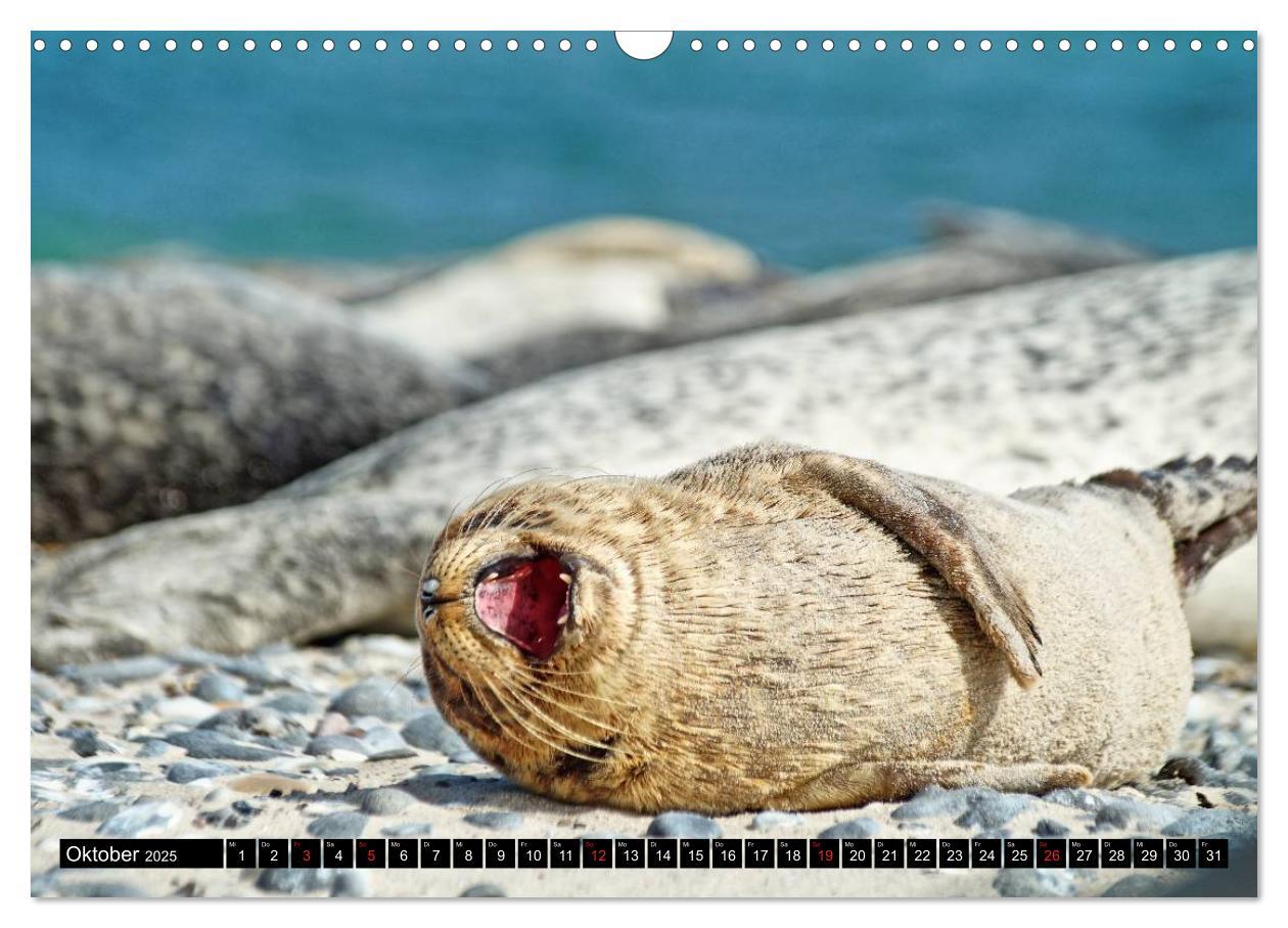 Bild: 9783435481538 | Robben an der Nordsee (Wandkalender 2025 DIN A3 quer), CALVENDO...