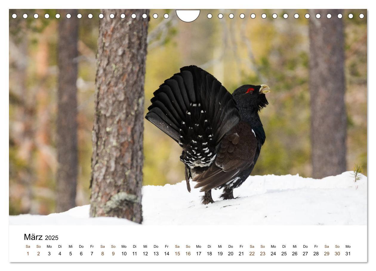 Bild: 9783435354986 | Finnland: eine tierische Entdeckungsreise (Wandkalender 2025 DIN A4...