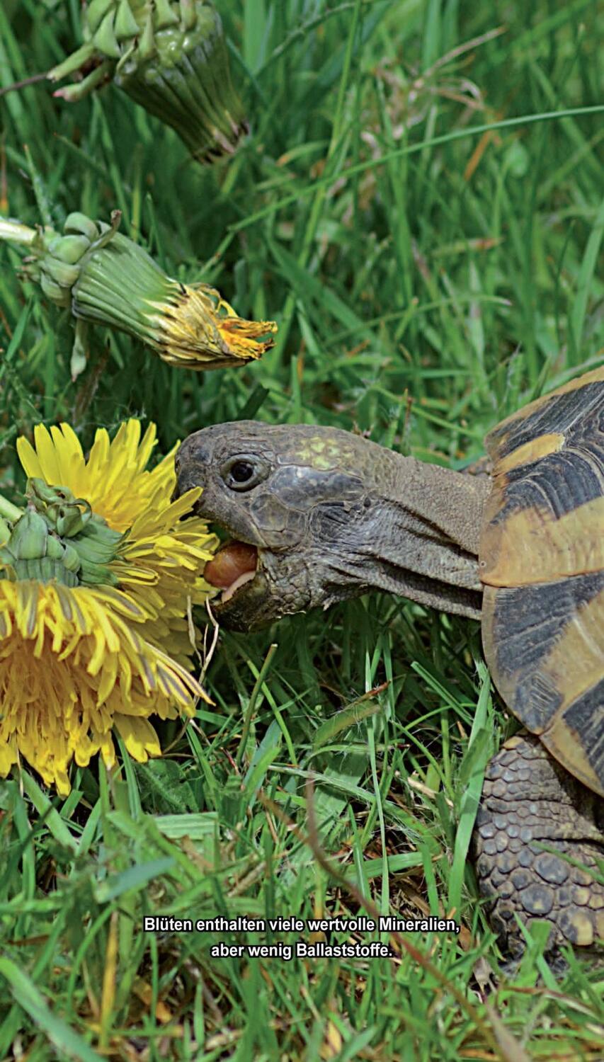 Bild: 9783000566363 | Landschildkröten-Futterpflanzen | 100 Wildkräuter einfach erkennen