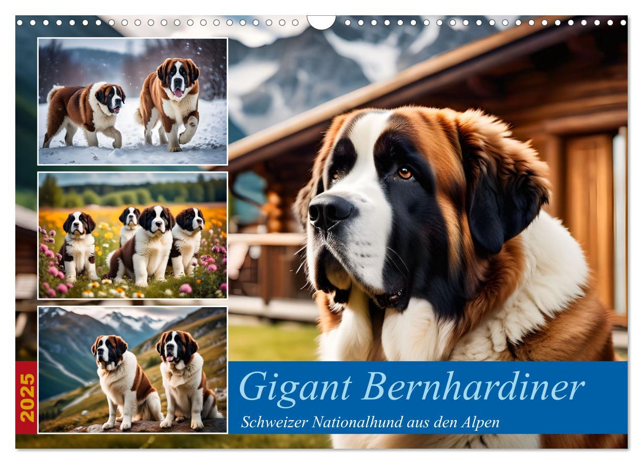 Cover: 9783457220962 | Gigant Bernhardiner (Wandkalender 2025 DIN A3 quer), CALVENDO...