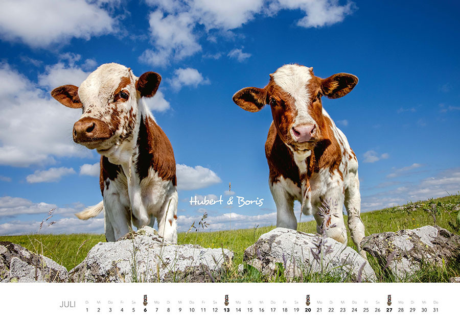 Bild: 9783966648226 | Kühe Kalender 2025 Wandkalender | J.-L. Klein (u. a.) | Kalender