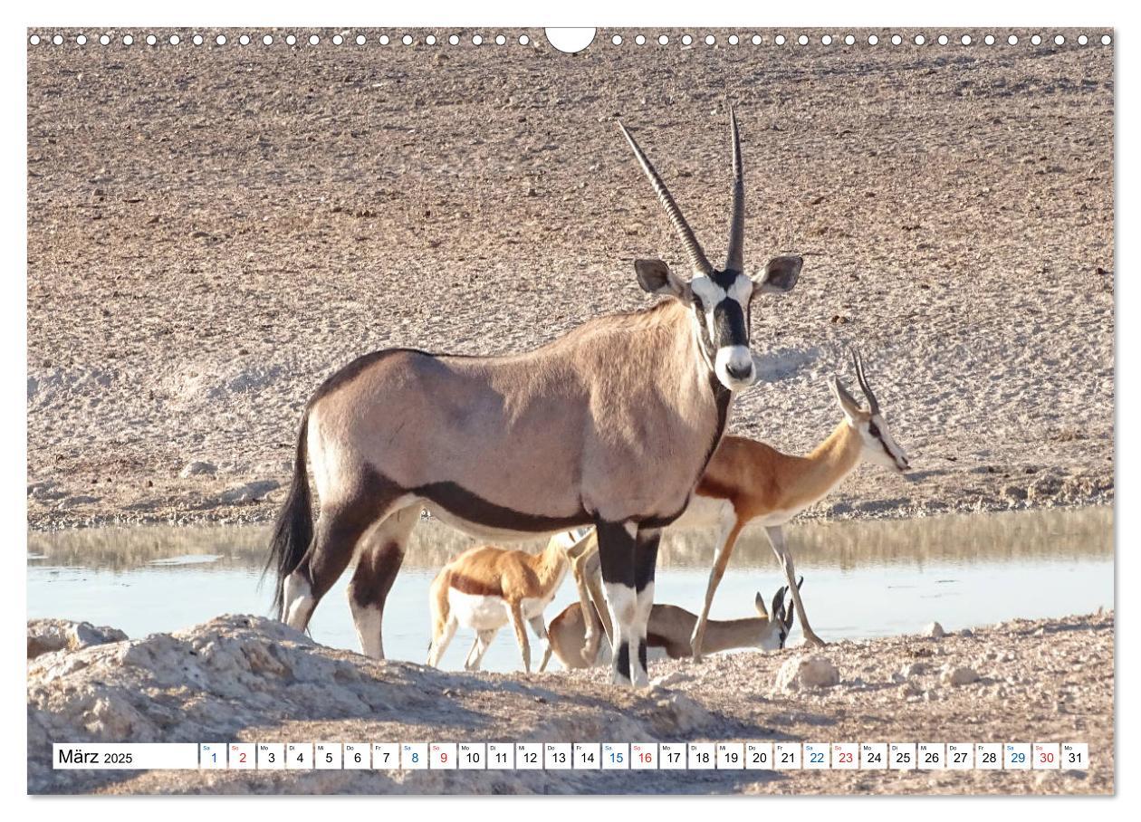 Bild: 9783435221950 | Namibia, Faszination Wüste und Tierwelt (Wandkalender 2025 DIN A3...