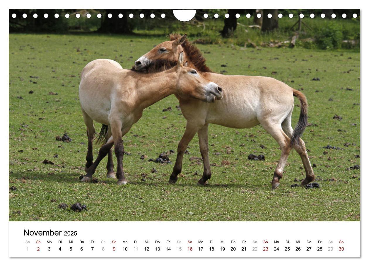 Bild: 9783435342495 | Faszination Przewalski-Pferde (Wandkalender 2025 DIN A4 quer),...