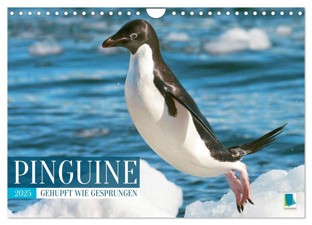 Cover: 9783457197929 | Pinguine: Gehupft wie gesprungen (Wandkalender 2025 DIN A4 quer),...