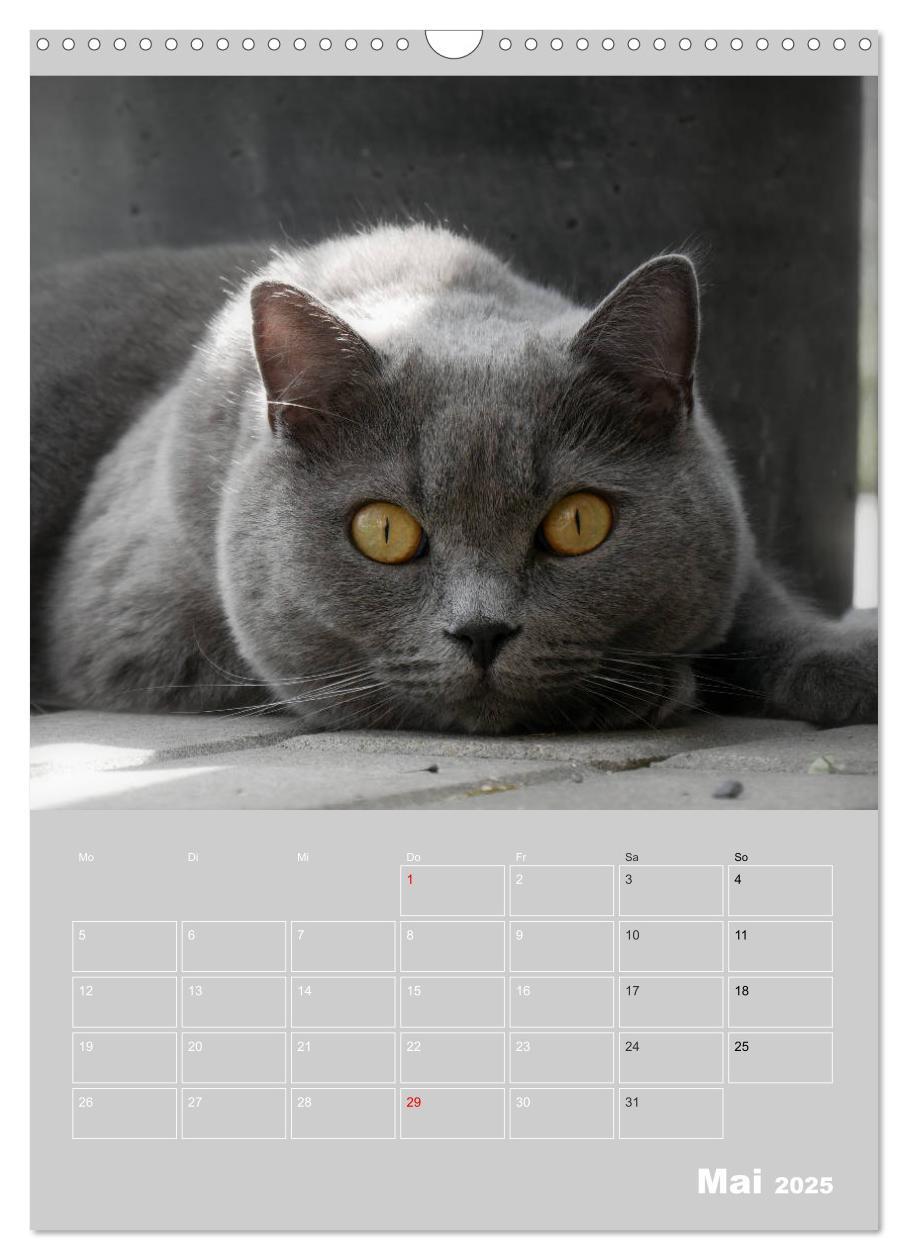 Bild: 9783435992072 | Graue Engel - Britischkurzhaar-Katzen (Wandkalender 2025 DIN A3...