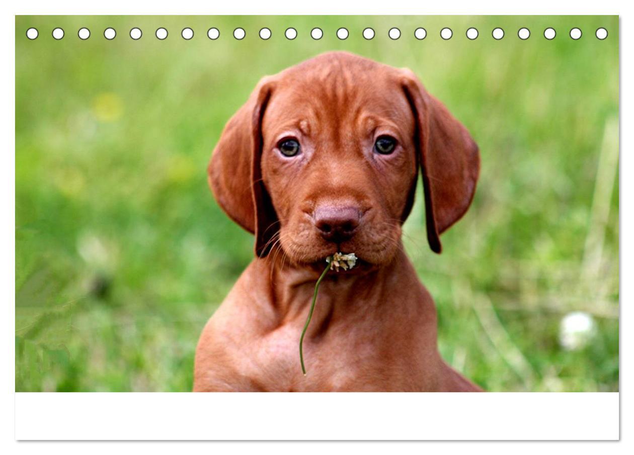 Bild: 9783435765348 | Magyar Vizsla Welpen (Tischkalender 2025 DIN A5 quer), CALVENDO...