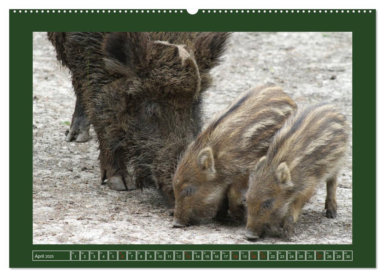 Bild: 9783435776948 | Schweinkram - Die Wildschweine sind los (Wandkalender 2025 DIN A2...