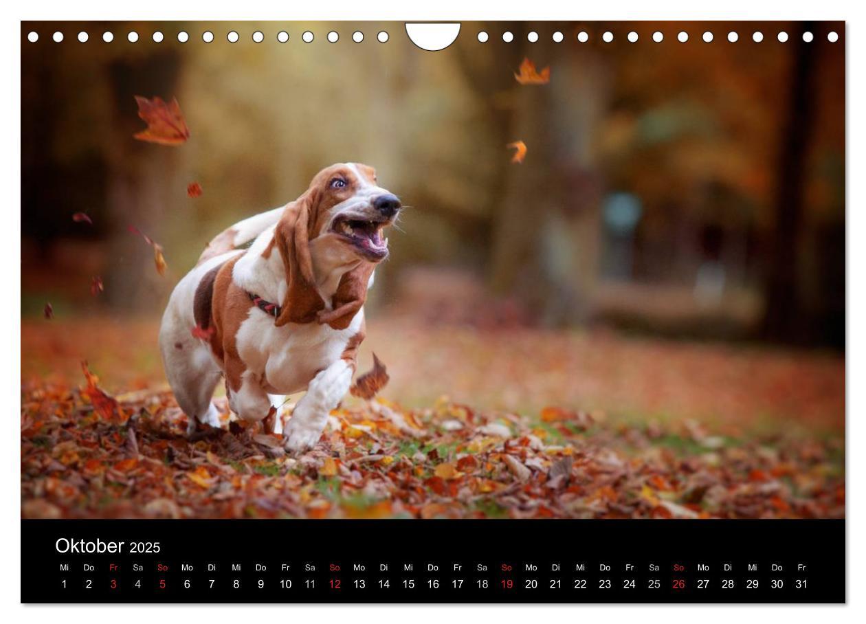 Bild: 9783457183274 | Der Basset, eine LANGE und besondere Liebe (Wandkalender 2025 DIN...