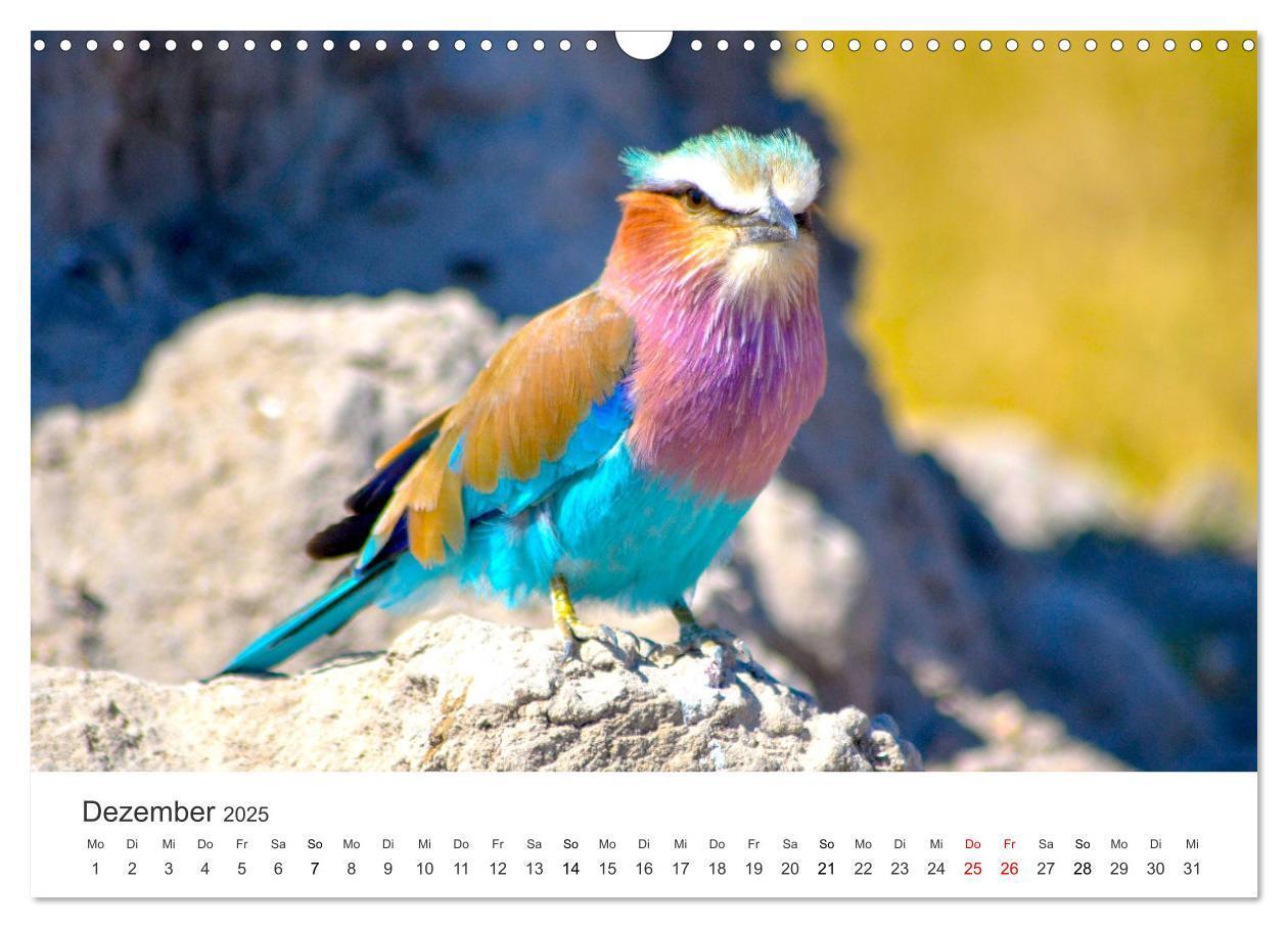 Bild: 9783383957031 | Botswana - Grandiose Wildnis (Wandkalender 2025 DIN A3 quer),...