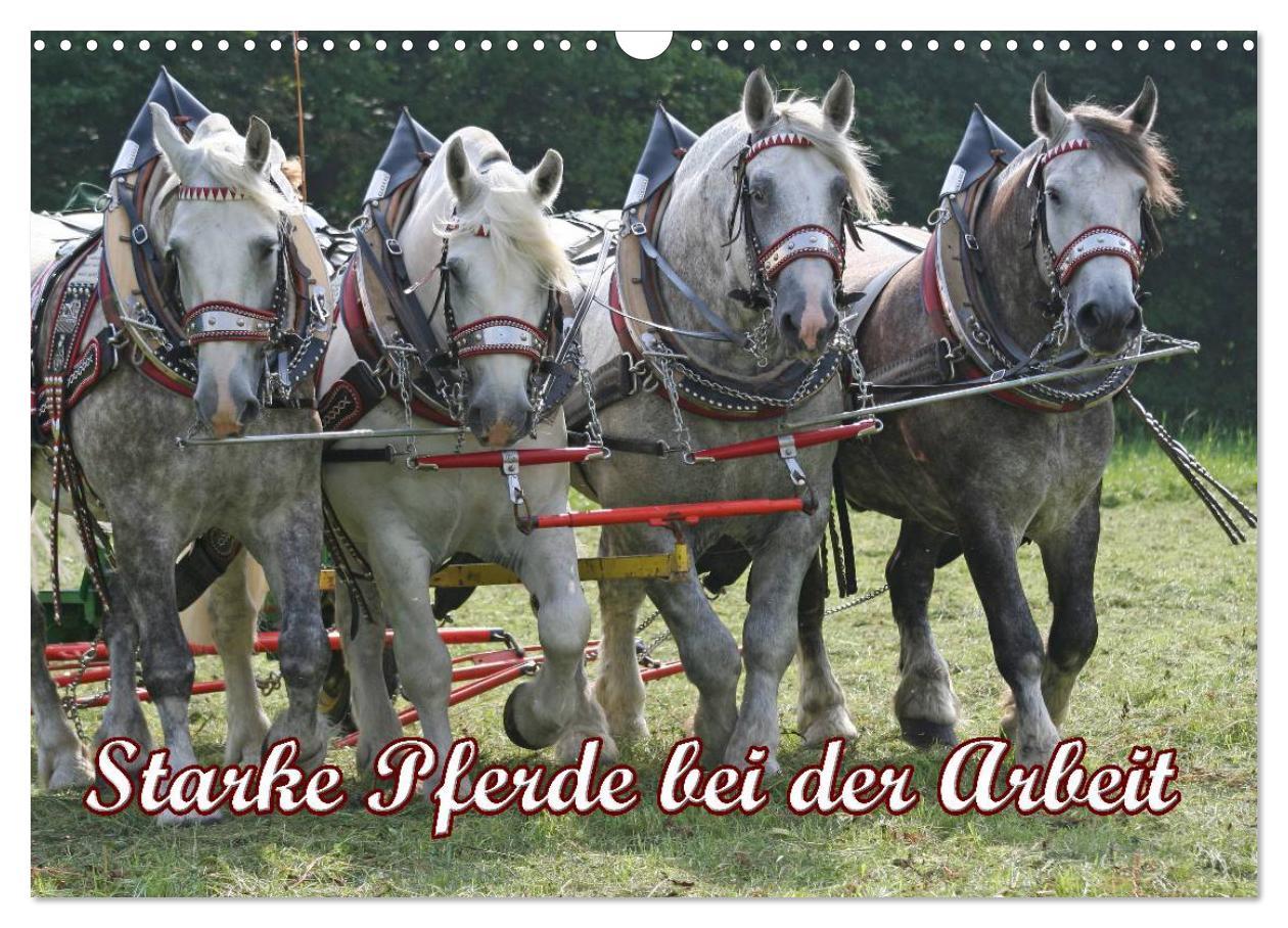 Cover: 9783435694518 | Starke Pferde bei der Arbeit (Wandkalender 2025 DIN A3 quer),...