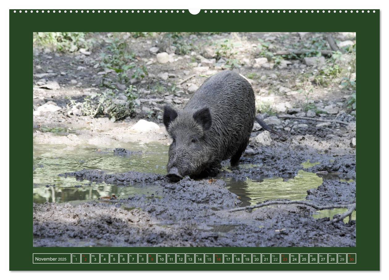 Bild: 9783435776948 | Schweinkram - Die Wildschweine sind los (Wandkalender 2025 DIN A2...