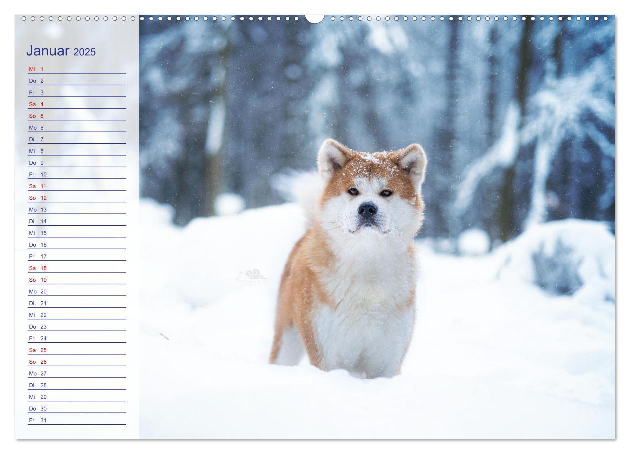 Bild: 9783435101504 | Japans Seelenhunde (Wandkalender 2025 DIN A2 quer), CALVENDO...