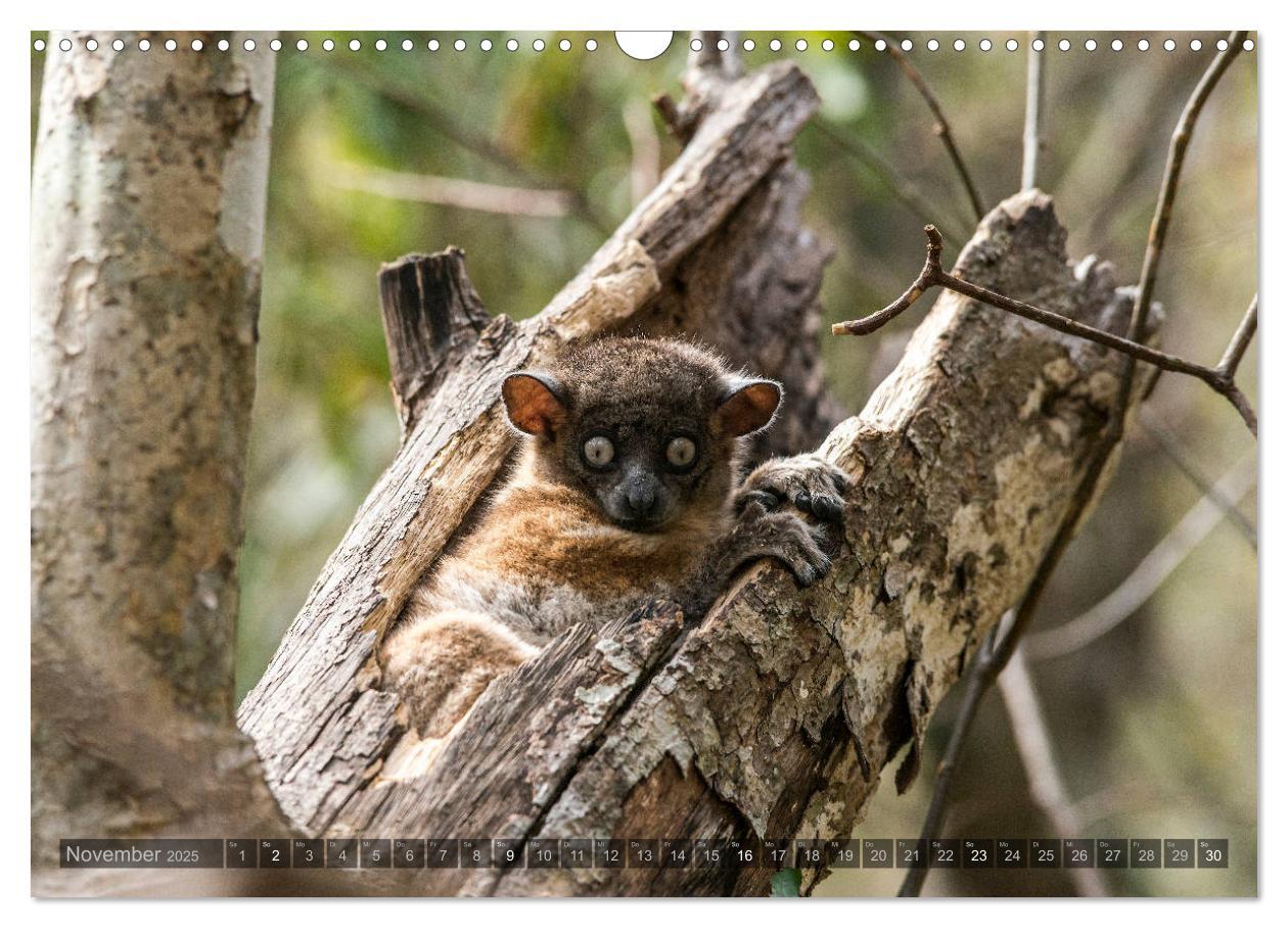 Bild: 9783435282296 | Tierisches Madagaskar (Wandkalender 2025 DIN A3 quer), CALVENDO...