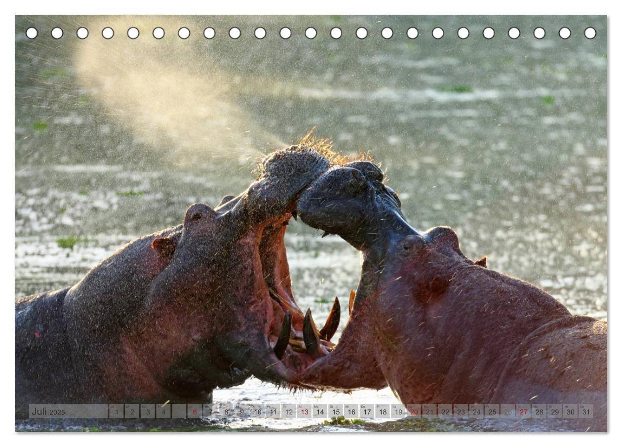 Bild: 9783435762026 | Flusspferde Magie des Augenblicks - Hippos in Afrika (Tischkalender...