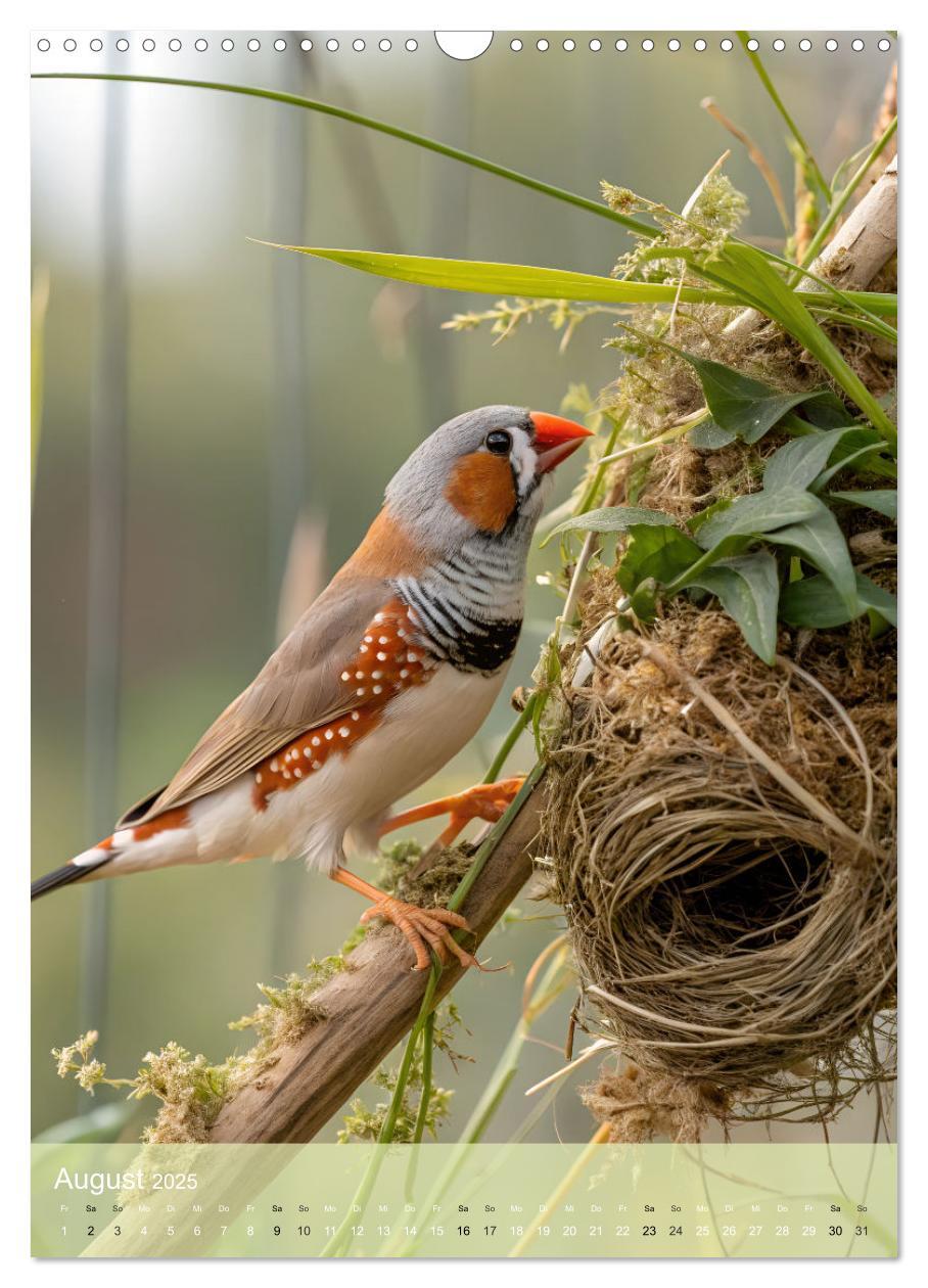 Bild: 9783457231142 | Zebrafinken - Ein Jahr voller gefiederter Momente (Wandkalender...