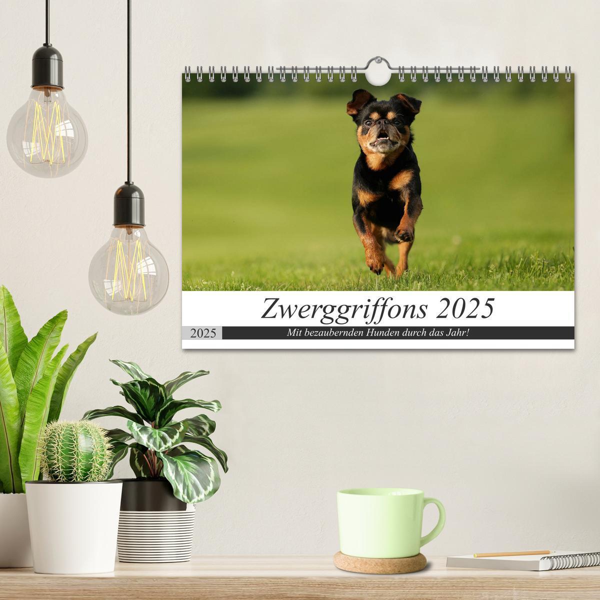 Bild: 9783435277445 | Zwerggriffons 2025 (Wandkalender 2025 DIN A4 quer), CALVENDO...