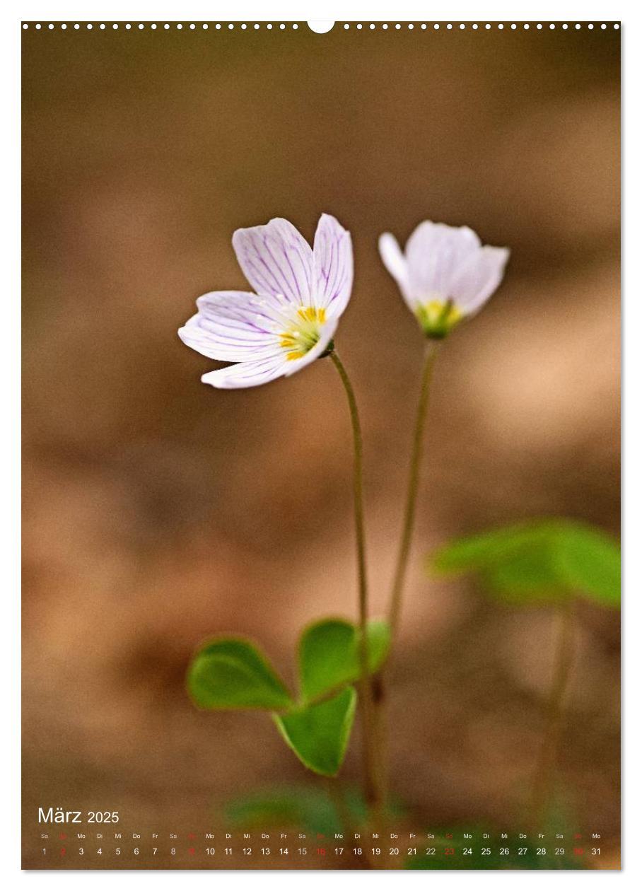 Bild: 9783457017319 | NATUR PUR Kleine Blumen am Wegesrand (Wandkalender 2025 DIN A2...