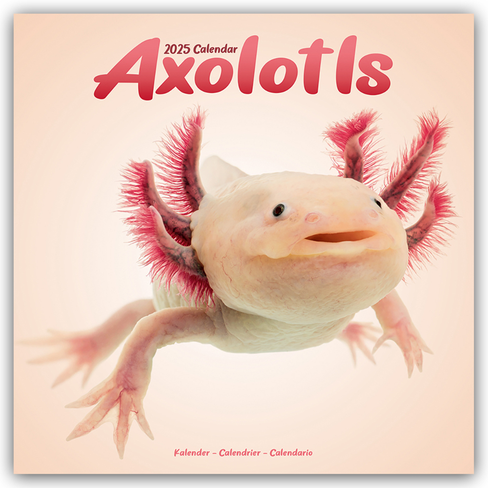 Cover: 9781804604205 | Axolotls - Mexikanischer Schwanzlurch 2025 - 16-Monatskalender | Ltd