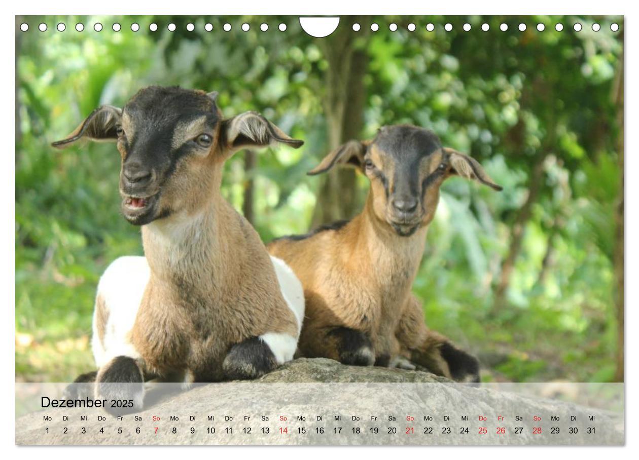 Bild: 9783435601271 | Ziegen. Kluge Freigeister (Wandkalender 2025 DIN A4 quer), CALVENDO...