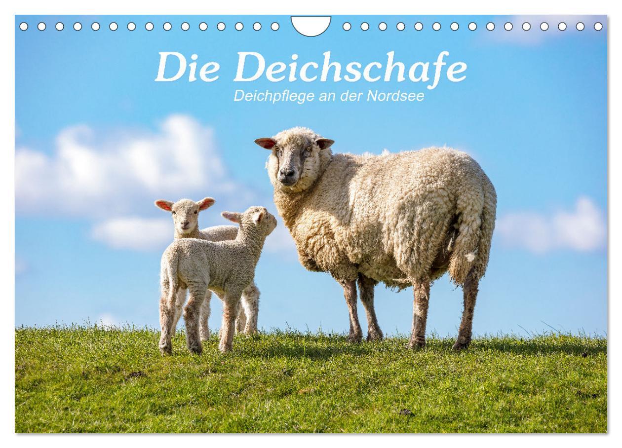 Cover: 9783383966699 | Die Deichschafe. Deichpflege an der Nordsee (Wandkalender 2025 DIN...