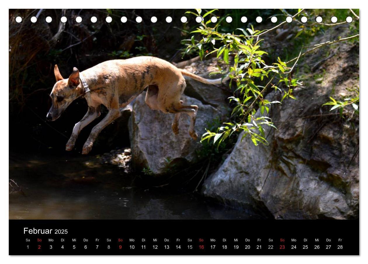 Bild: 9783435629909 | Whippets in Aktion (Tischkalender 2025 DIN A5 quer), CALVENDO...