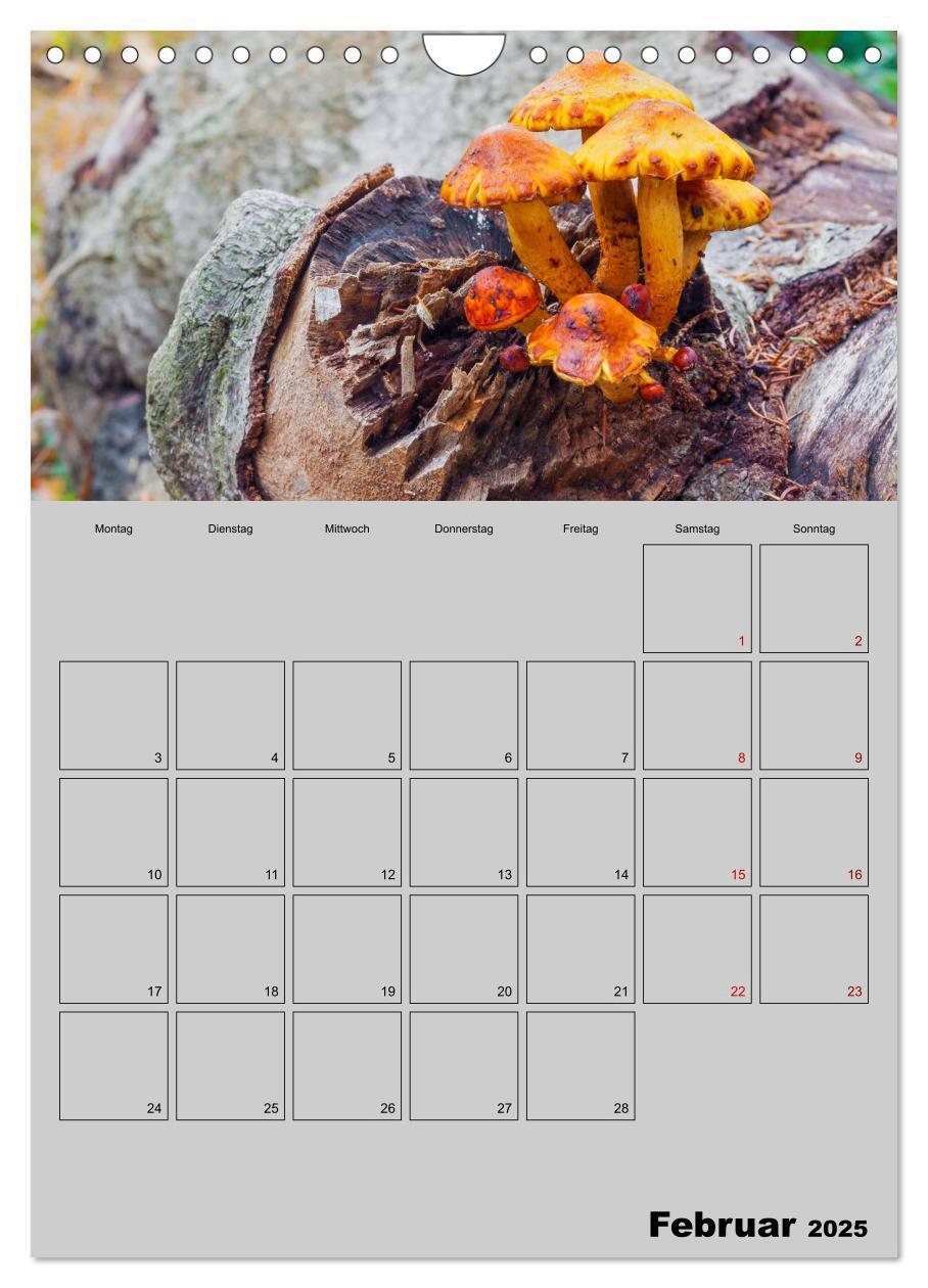 Bild: 9783435943791 | Quer durch die Pilze (Wandkalender 2025 DIN A4 hoch), CALVENDO...