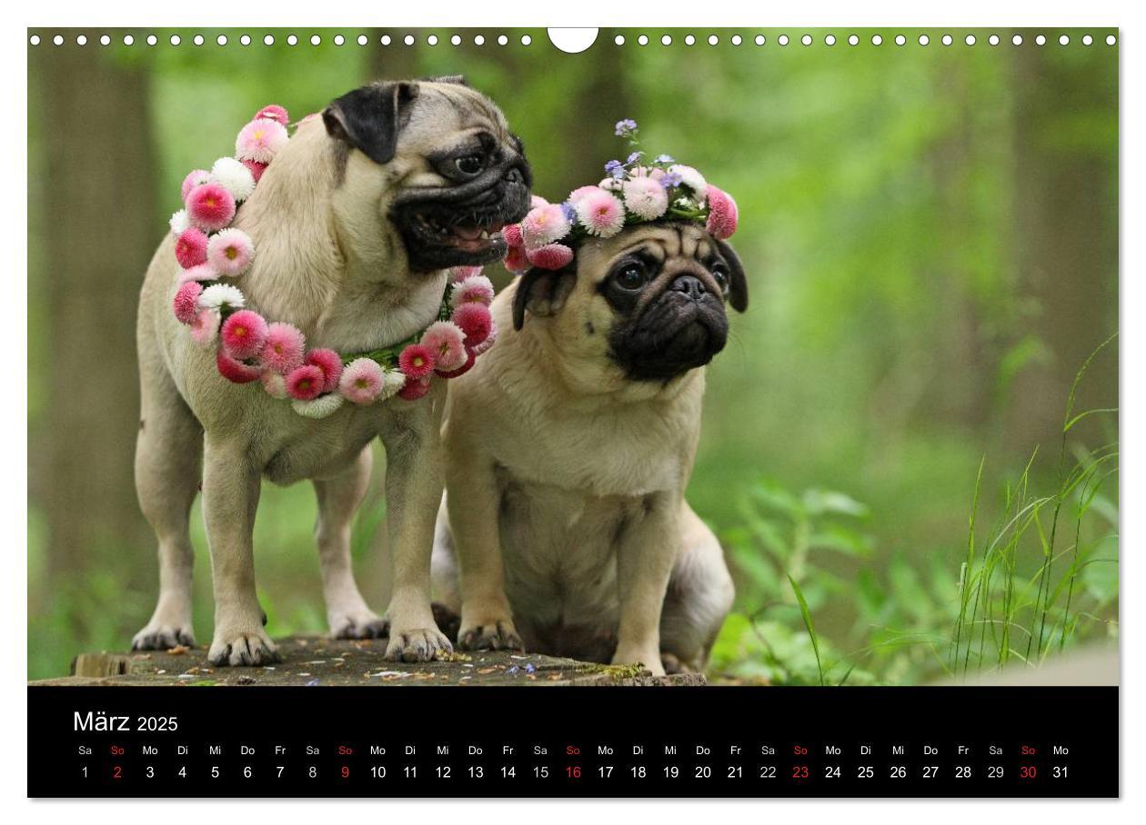 Bild: 9783435770557 | Der MOPS-Kalender (Wandkalender 2025 DIN A3 quer), CALVENDO...