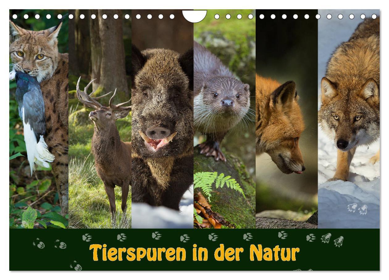 Cover: 9783435384198 | Tierspuren in der Natur (Wandkalender 2025 DIN A4 quer), CALVENDO...