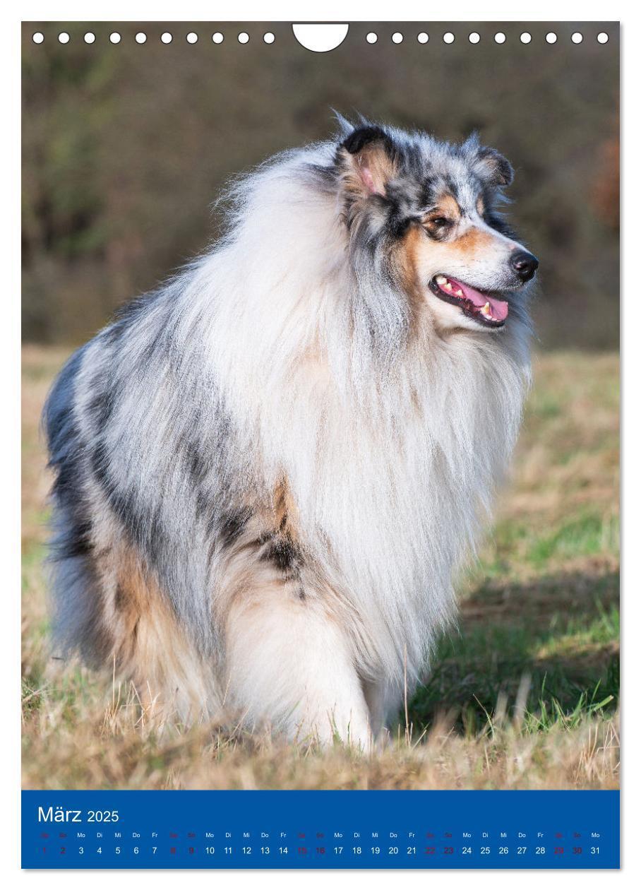 Bild: 9783435887798 | Traumhund Collie - Glück auf vier Pfoten (Wandkalender 2025 DIN A4...