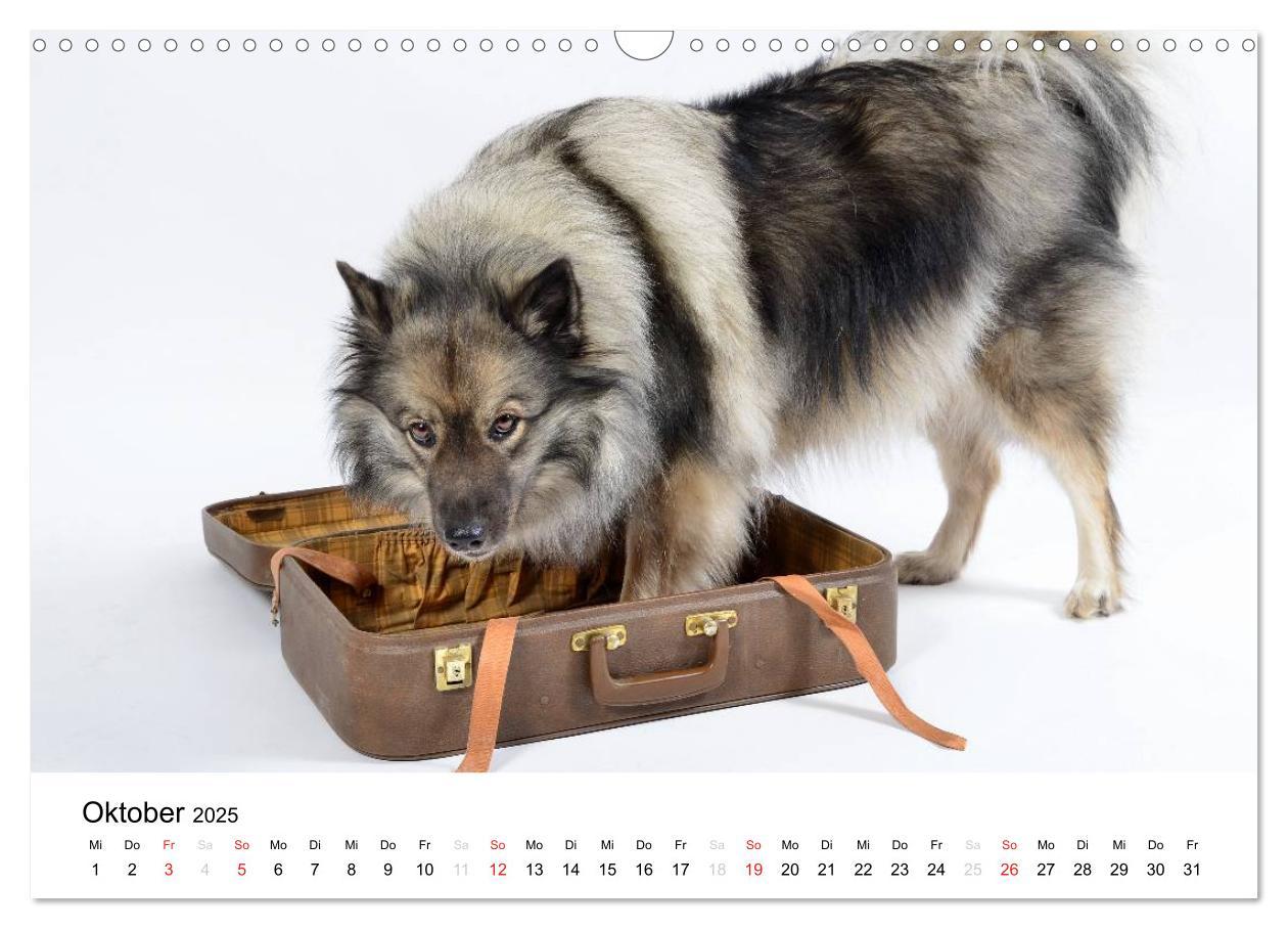 Bild: 9783435804962 | Der Wolfsspitz (Wandkalender 2025 DIN A3 quer), CALVENDO...